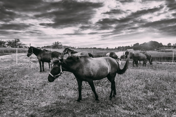 konie huculskie polska malopolska zabierzow nielepice © Tomasz