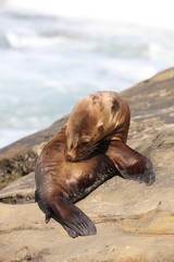 Fototapeta premium California sea lion