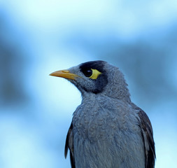 Obraz premium Myna Australien