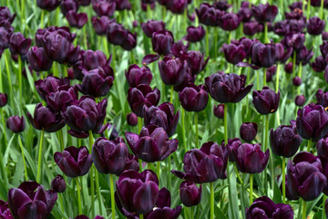 The magical landscape of dark purple tulips in the fields in Holland. The floral background.
