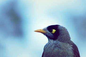 Myna Australien