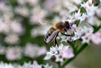 Biene auf basslila blüten