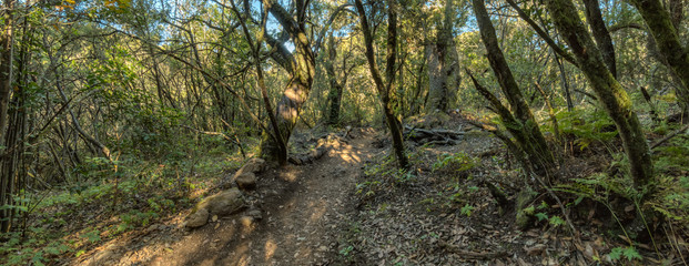 Super wide angle panorama. Relict forest on the slopes of the Garajonay National Park mountains. Giant Laurels and Tree Heather along narrow winding paths. Paradise for hiking. La Gomera, Spain.