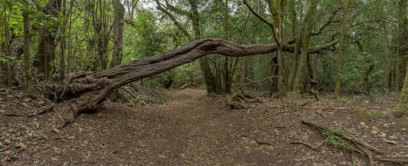 Super wide angle panorama. Relict forest on the slopes of the Garajonay National Park mountains. Giant Laurels and Tree Heather along narrow winding paths. Paradise for hiking. La Gomera, Spain.