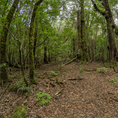 Relict forest on the slopes of the mountain range of the Garajonay National Park. Giant Laurels and Tree Heather along narrow winding paths. Paradise for hiking. Travel postcard. La Gomera, Spain.