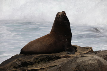 Fototapeta premium California sea lion