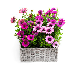 Fototapeta na wymiar Group of colorful daisy flowers in white wicker basket isolated on white