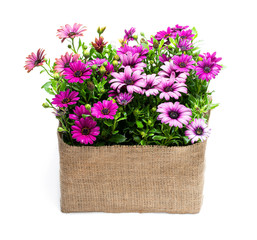 Fototapeta na wymiar Group of colorful daisy flowers in sack cloth basket isolated on white