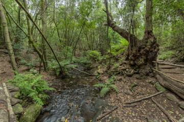 Super wide angle panorama. Relict forest on the slopes of the Garajonay National Park mountains. Giant Laurels and Tree Heather along narrow winding paths. Paradise for hiking. La Gomera, Spain.