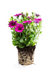 Beautiful colorful daisy flowers with roots isolated on white