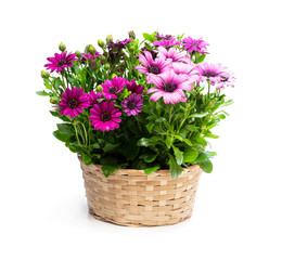 Group of colorful daisy flowers in wicker basket isolated on white