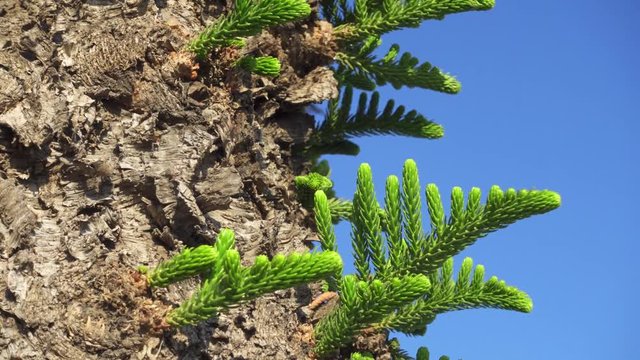 Tropical araucaria tree against blue sky. Close up of green araucaria sprig in Larnaca, Cyprus.
