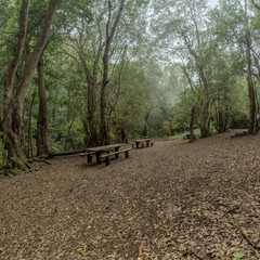 Fototapeta premium Relict forest on the slopes of the mountain range of the Garajonay National Park. Giant Laurels and Tree Heather along narrow winding paths. Paradise for hiking. Travel postcard. La Gomera, Spain.