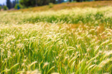 Wheat Field