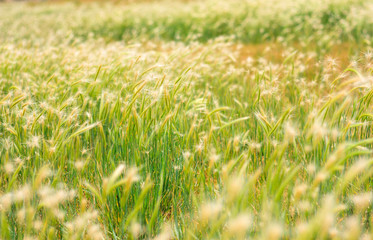 Wheat Field