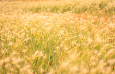 Wheat Field