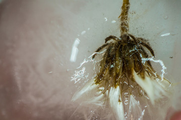  Dry dandelion frozen in ice close up