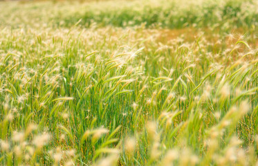 Wheat Field