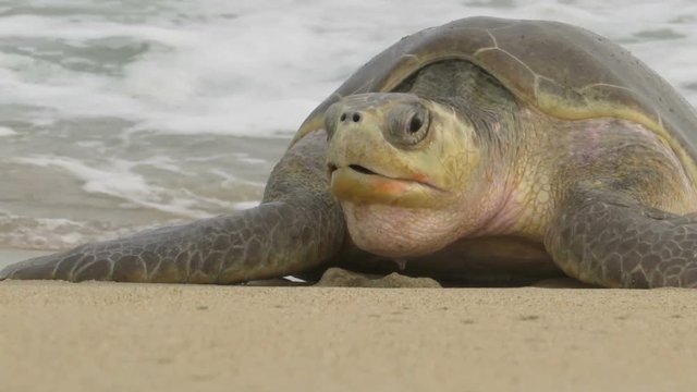 olive ridley turtle