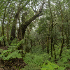 Relict forest on the slopes of the mountain range of the Garajonay National Park. Giant Laurels and Tree Heather along narrow winding paths. Paradise for hiking. Travel postcard. La Gomera, Spain.