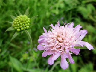 Knautie des champs (knautia arvensis) : fleurs, sépales et boutons floraux en gros plan extérieur