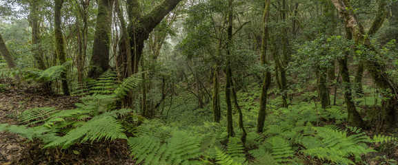 Super wide angle panorama. Relict forest on the slopes of the Garajonay National Park mountains. Giant Laurels and Tree Heather along narrow winding paths. Paradise for hiking. La Gomera, Spain.