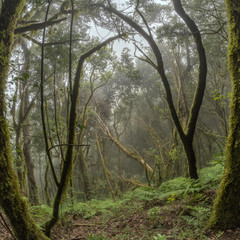 Obraz premium Relict forest on the slopes of the mountain range of the Garajonay National Park. Giant Laurels and Tree Heather along narrow winding paths. Paradise for hiking. Travel postcard. La Gomera, Spain.