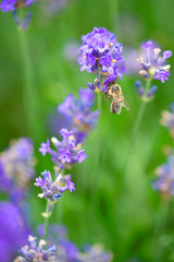 Honey bee landing on a blooming a purple lavender blossom collecting honey against a pur green background