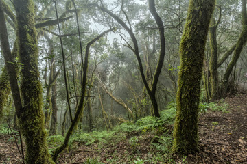 Relict forest on the slopes of the mountain range of the Garajonay National Park. Giant Laurels and Tree Heather along narrow winding paths. Paradise for hiking. Travel postcard. La Gomera, Spain.