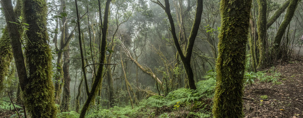 Super wide angle panorama. Relict forest on the slopes of the Garajonay National Park mountains. Giant Laurels and Tree Heather along narrow winding paths. Paradise for hiking. La Gomera, Spain.