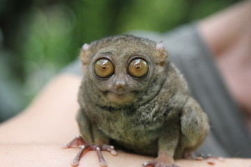 Tarsier Bohol