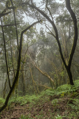 Relict forest on the slopes of the mountain range of the Garajonay National Park. Giant Laurels and Tree Heather along narrow winding paths. Paradise for hiking. Travel postcard. La Gomera, Spain.