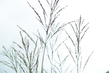 Background of stems of cattail on a background of blue sky. Summer. Sunny day. The coastal aquatic plant grows wild along the muddy shores of rivers, lakes, ponds, old ladies, canals and reservoirs, a