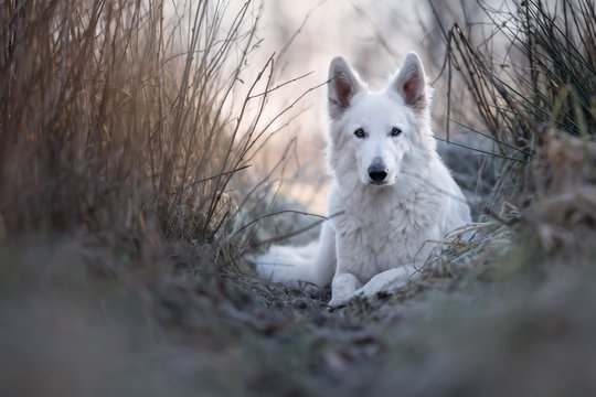 Wei&szlig;er Schweizer Sch&auml;ferhund