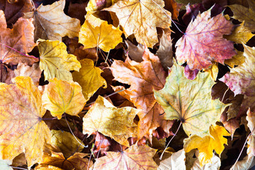 Autumn creative composition. Beautiful autumn leaves as background. Flat lay, top view, copy space