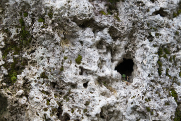 Background of old stone. Limestone is a sedimentary, detrital rock of organic, less often chemogenic origin, consisting of calcium carbonate (CaCO3) in the form of calcite crystals.