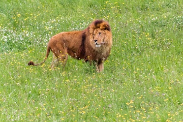 a family of lions walking and resting in their green grass enclosure