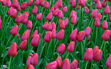 A magical landscape of pink tulip flowers in the fields in Holland. Flower background.