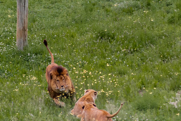 a family of lions walking and resting in their green grass enclosure