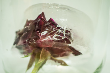 Frozen burgundy rose in ice in a transparent glass jar close-up