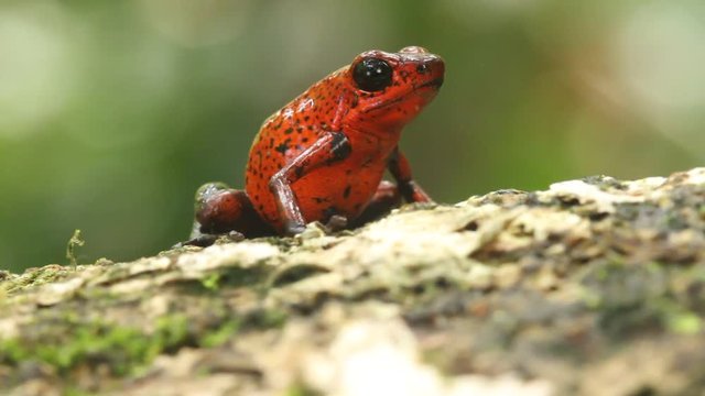 poison dart frog