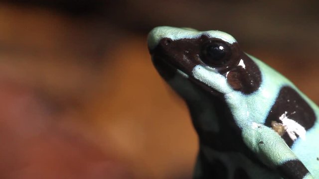 poison dart frog