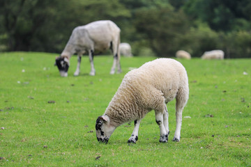 Obraz na płótnie Canvas Young sheep with black spots eating green grass