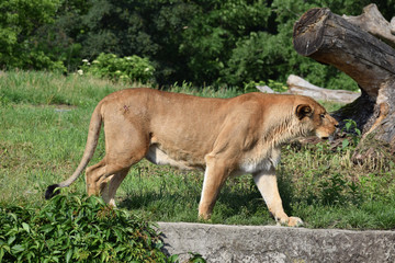 Obraz na płótnie Canvas lion animal female zoo