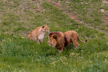 a family of lions walking and resting in their green grass enclosure
