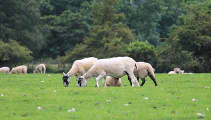 Adult and young sheep in green grass over tree background