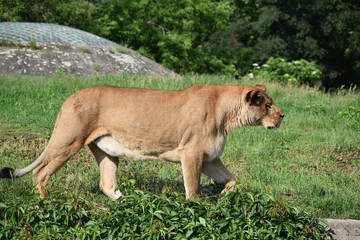 lion animal female zoo