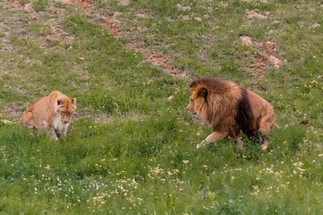 Naklejka premium a family of lions walking and resting in their green grass enclosure