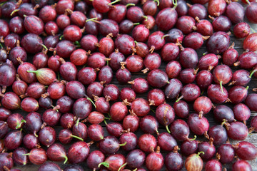 Riped red gooseberries as a background picture just after the harvest. Summer seasonal berries full of nutrients and vitamins for raw juicy snack or for cooking preservation like compote of fruit jam.