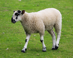 Young sheep with black spots alone in green grass